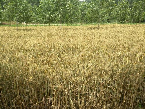 現(xiàn)代農(nóng)業(yè)困境 四五畝地何以難養(yǎng)一口人