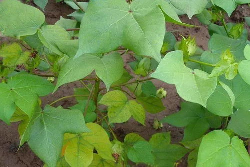 氮磷鉀 谷類作物施肥的科學之道