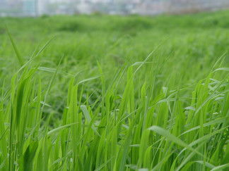 禾本科雜草免費高清圖片下載指南——千圖網第7頁精選